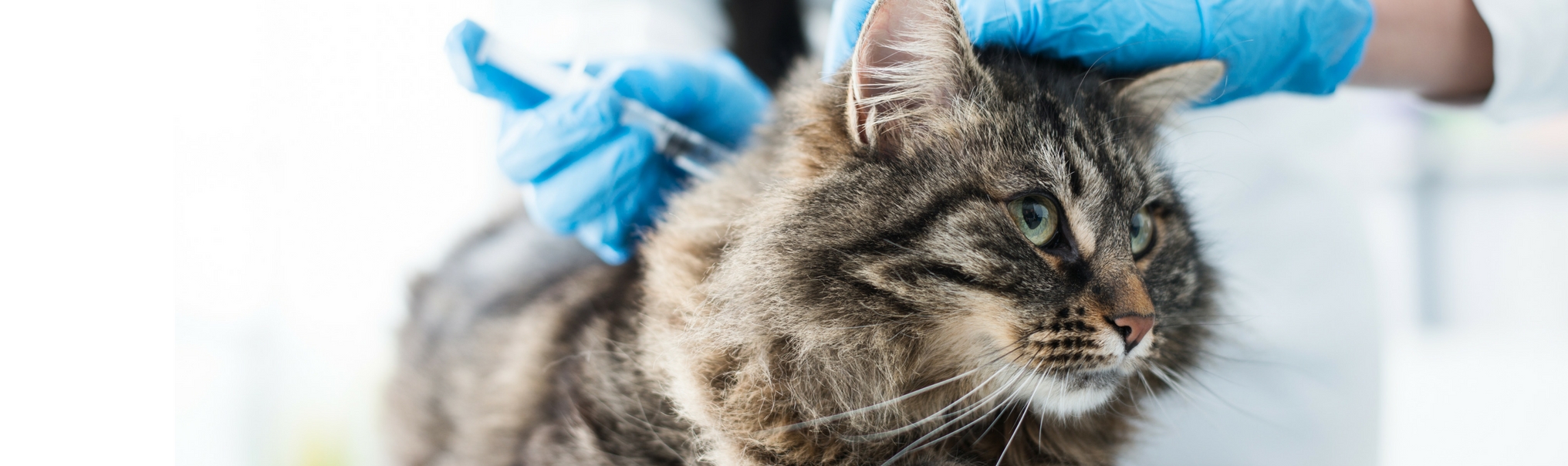 Vaccinations for Kittens and Cats - Signal Hill Animal Clinic